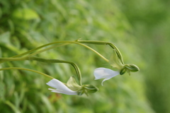 Habenaria longicorniculata